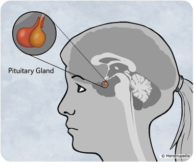 illustration of closeup of the pituitary gland situated at the base of the brain of a girl - Menstrupedia
