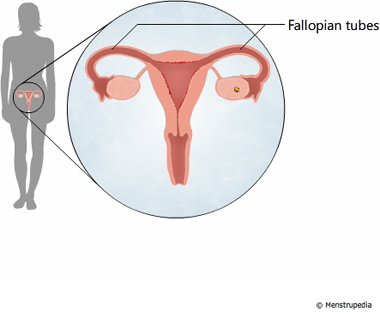 illustration of fallopian tubes - Menstrupedia