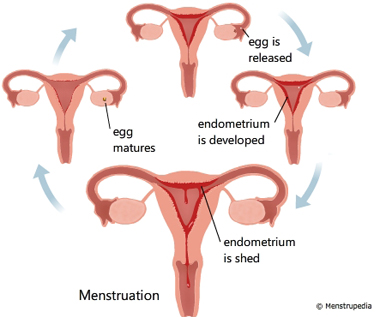 illustration of different stages in the menstrual cycle showing release of egg cell from the ovary, development of endometrium, shedding of endometrium during menstruation, maturation of the egg cell in the ovary - Menstrupedia