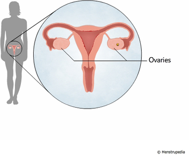 illustration of ovaries - Menstrupedia