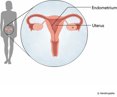 illustration of uterus and endometrium - Menstrupedia