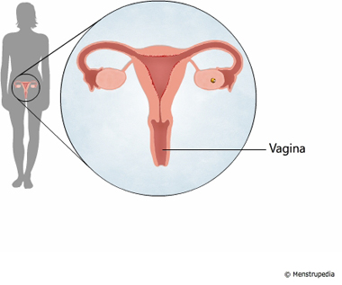 illustration of vagina - Menstrupedia