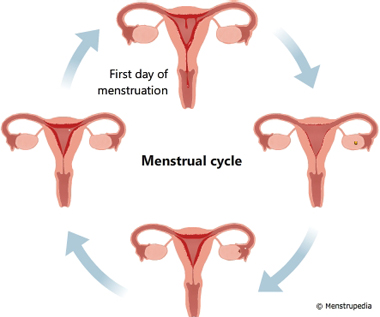 Illustration of phases of menstrual cycle showing that the first day of the cycle starts from the first day of menstruation - Menstrupedia