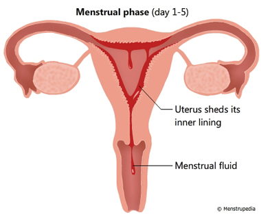 uterine wall shedding during period