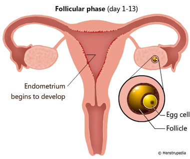 Illustration of Follicular phase lasts from day 1-13 showing an egg cell maturing in a follicle in one of the ovaries and endometrium begins to develop in the inner surface of the uterus - Menstrupedia