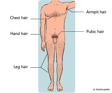 illustration of hair on the chest, hands, legs, armpits and in the genital regions of a man - Menstrupedia
