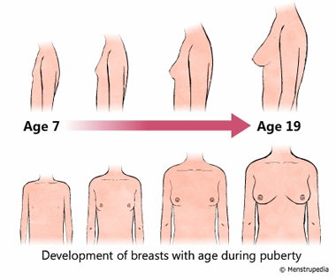 illustration of development of breasts during puberty in girls from age 7 to age 19 - Menstrupedia