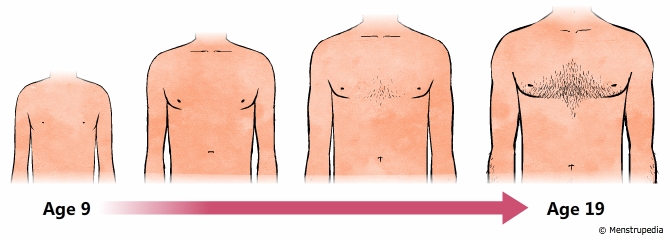 illustration of broadening of chest, shoulders and development of muscles during puberty in boys from age 9 to age 19 - Menstrupedia