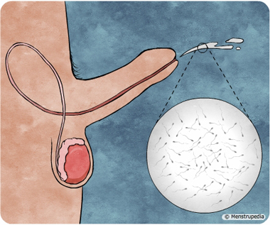 illustration of ejaculation - Menstrupedia