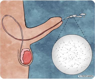 Physical changes that occur during puberty in boys