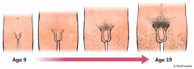 Young nude puberty boys penis Physical changes that occur during puberty in boys