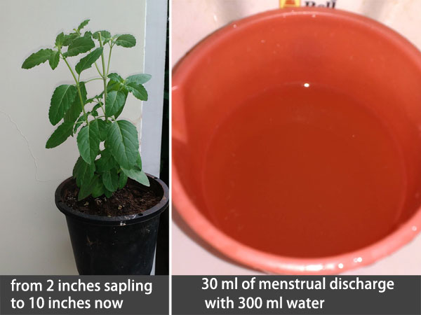 Menstrupedia Blog This Experiment Proves Why Tulsi Plant Won t